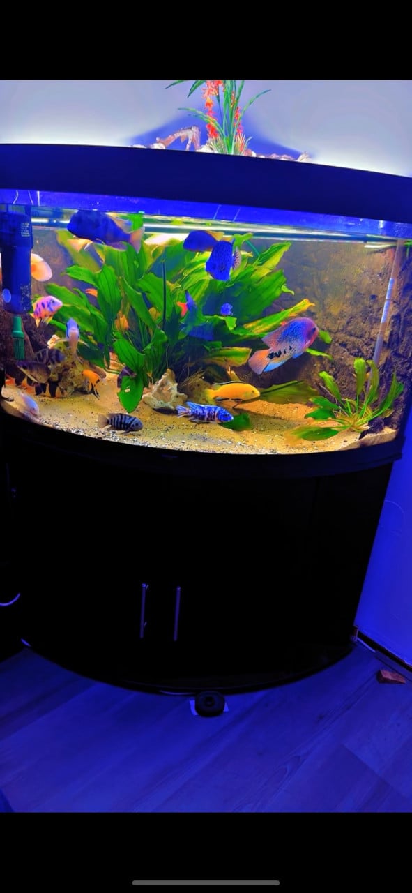 Aquarium vissen