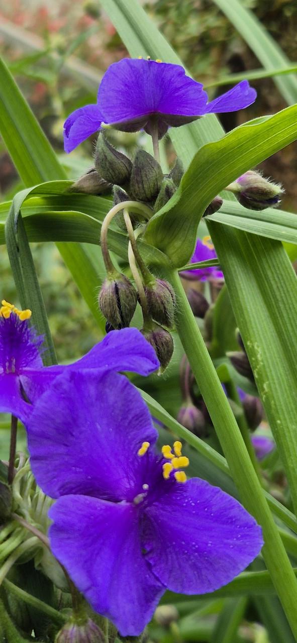 Tuinplanten bio gekweekt