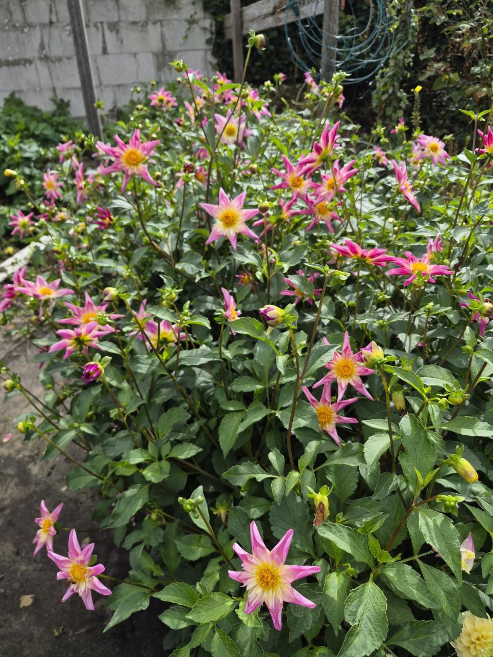 Dahlia's plukken in Heinkenszand.