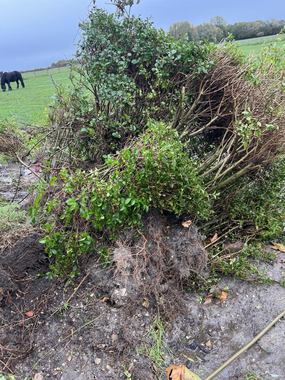 Liguster planten / heg