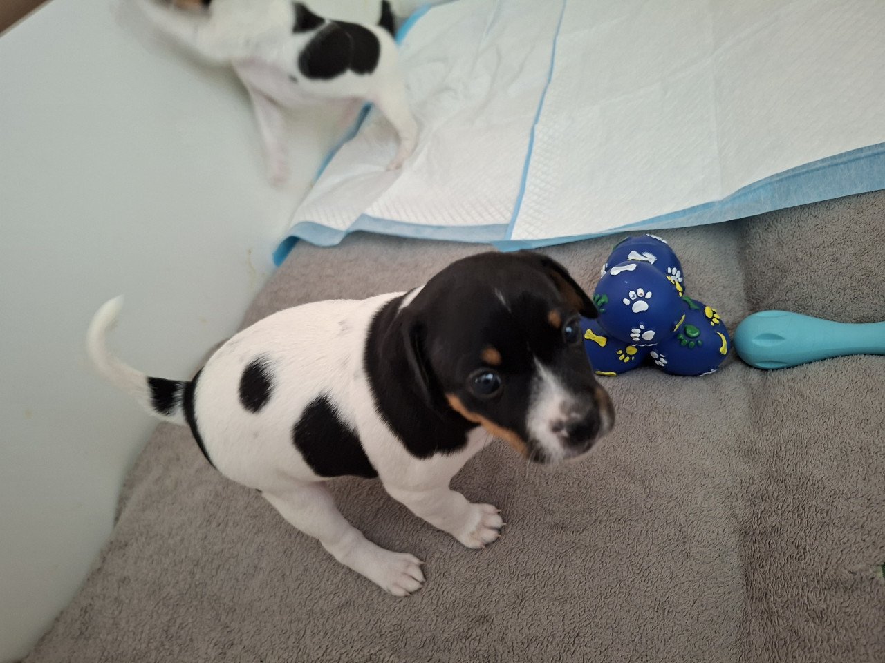 Boerenfox  pups