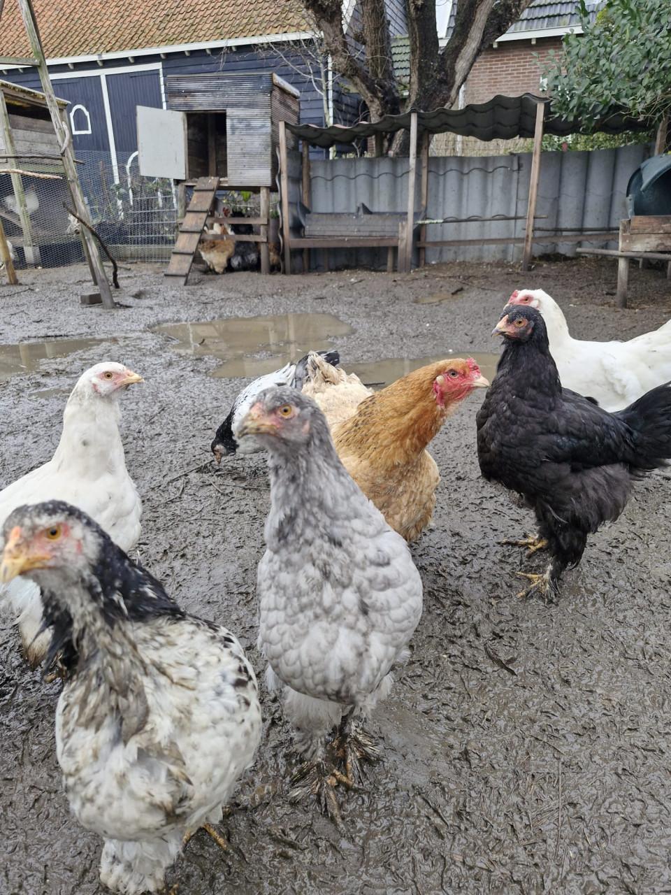 Brahma kuikens verwacht