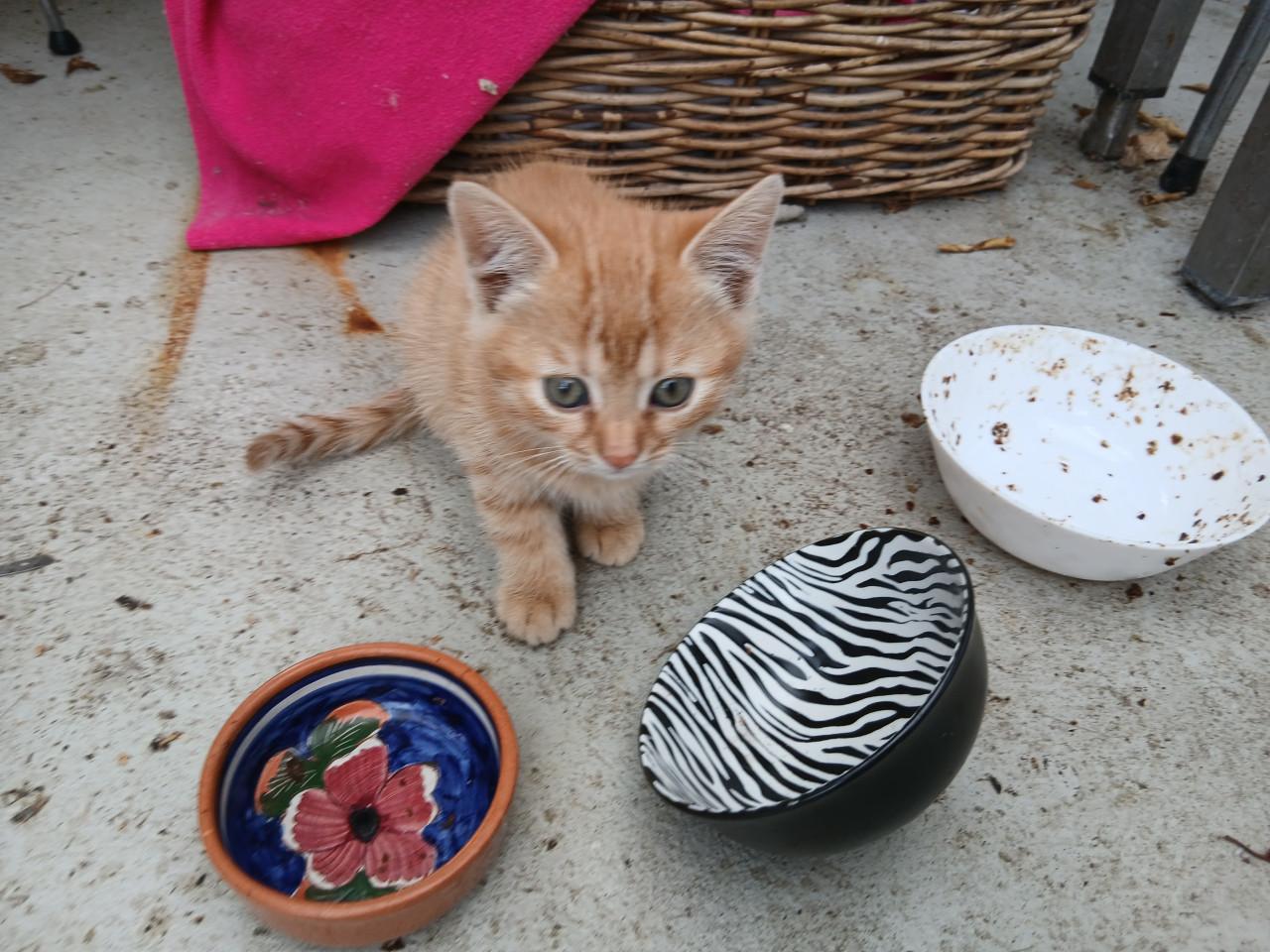 Kittens