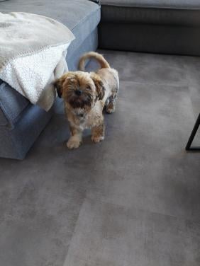 Oppas gezocht voor onze 2 hondjes