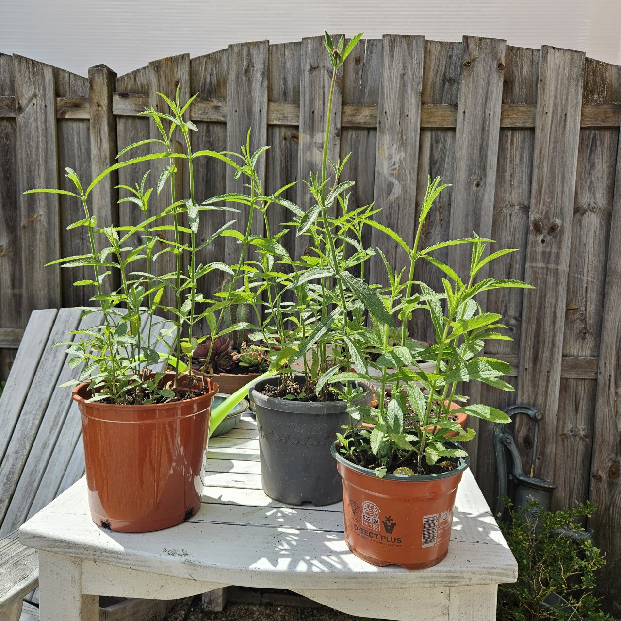 Verbena
