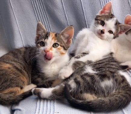 Nog 2 prachtige kittens