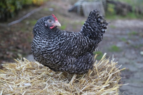 Koekoeks hennen