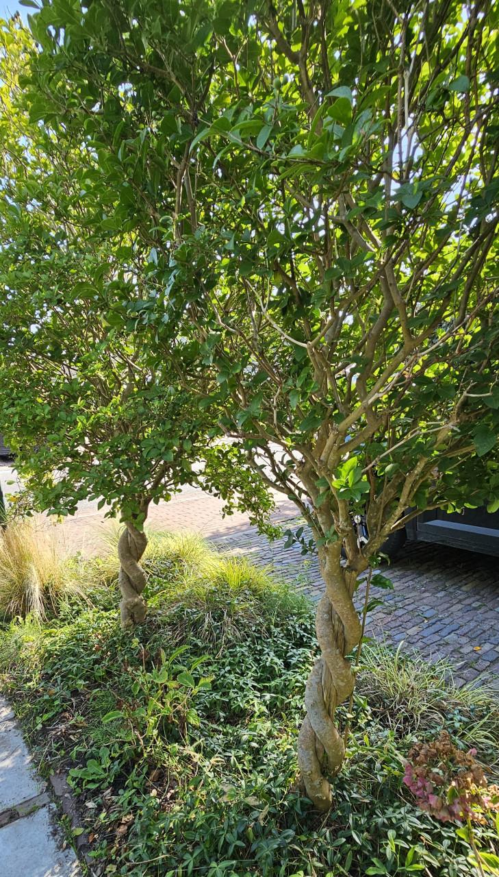 Ficus op stam