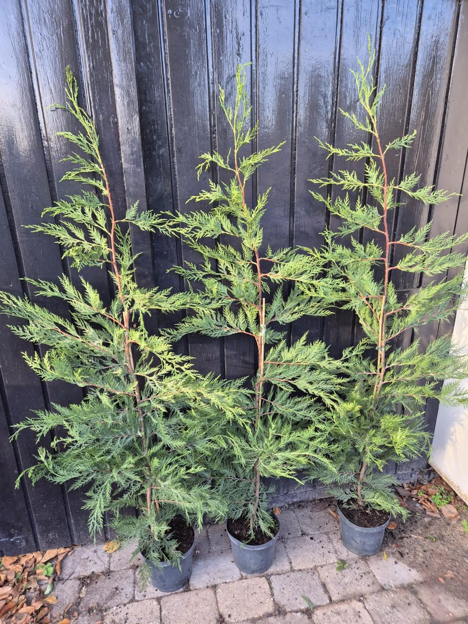 Leylandii haagconiferen 125-150 cm potgekweekt OP=OP