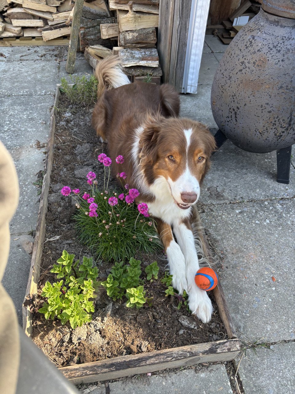 Border Collie Lowie ter adoptie/ herplaatsing