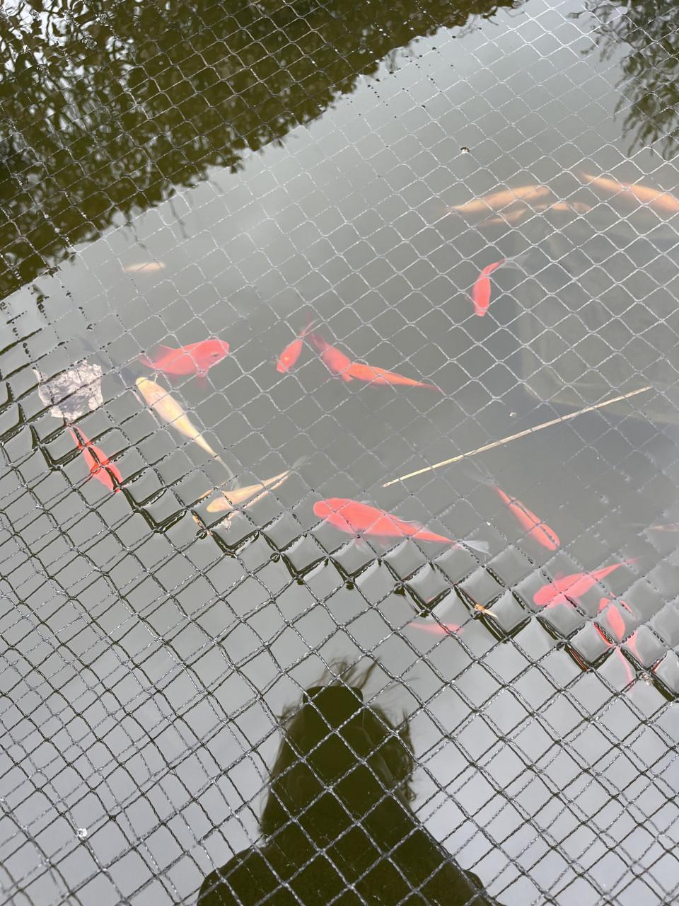 Vijvervissen (groep van ongeveer 30)