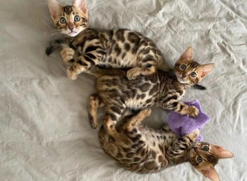 Bengaalse kittens te koop met stamboom