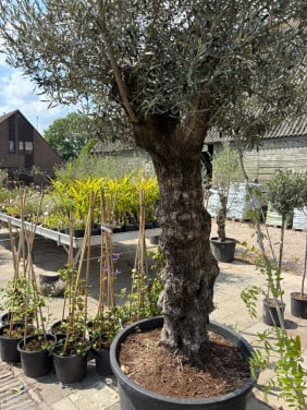 OLIJFBOMEN, YUCCA’S 30 % KORTING (op alles)