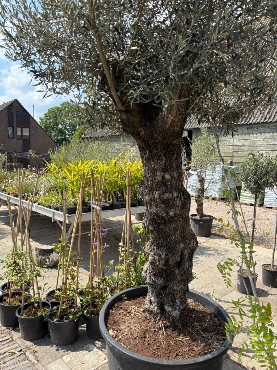 OLIJFBOMEN, YUCCA’S 30 % KORTING (op alles)