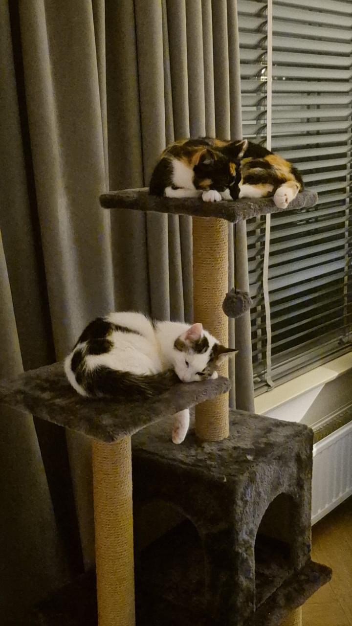 2 katten zijn zusjes met elektronische kattenbak en toebehoren kan ook apar
