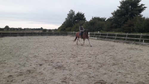 Paarden verzorger/verzorgster gezocht