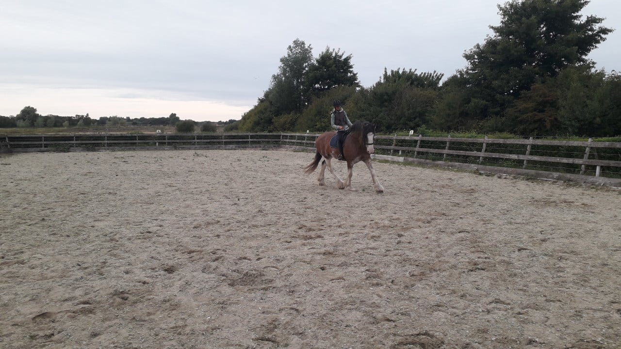 Paarden verzorger/verzorgster gezocht