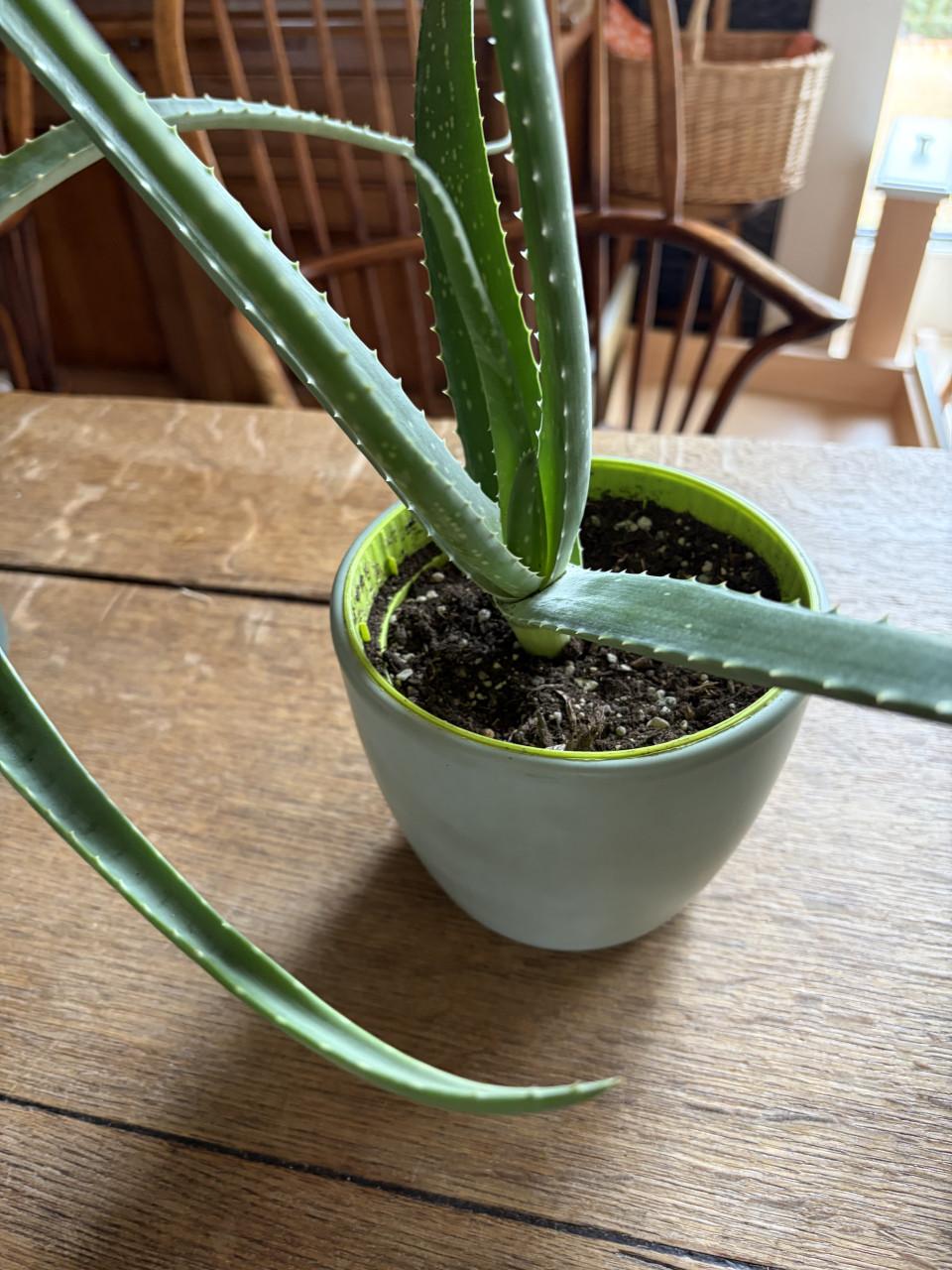 Aloe vera kamer plant