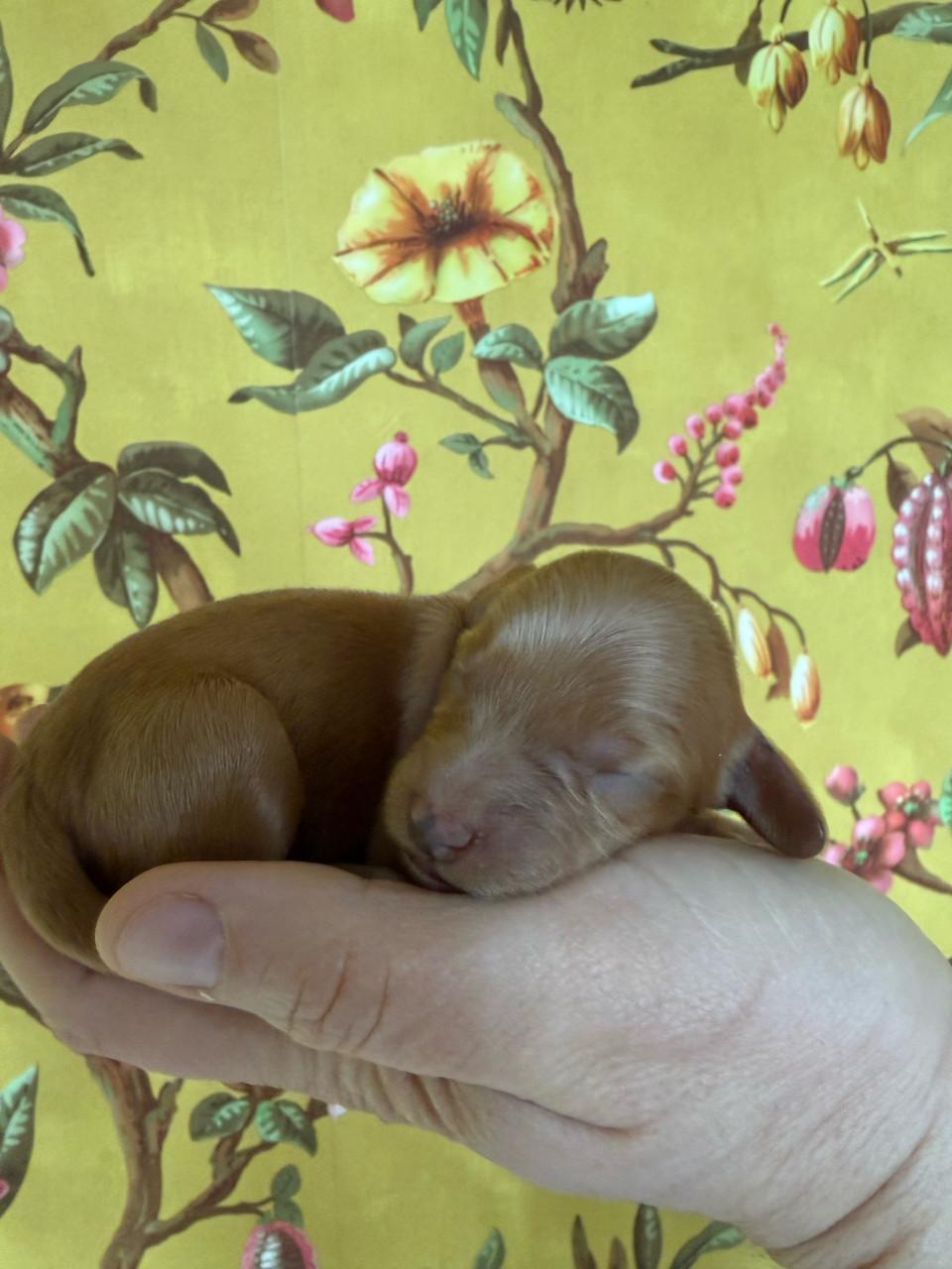 🐾 Labradoodle pupjes, geboren 5 februari, zoeken straks een warm thuis 🐾