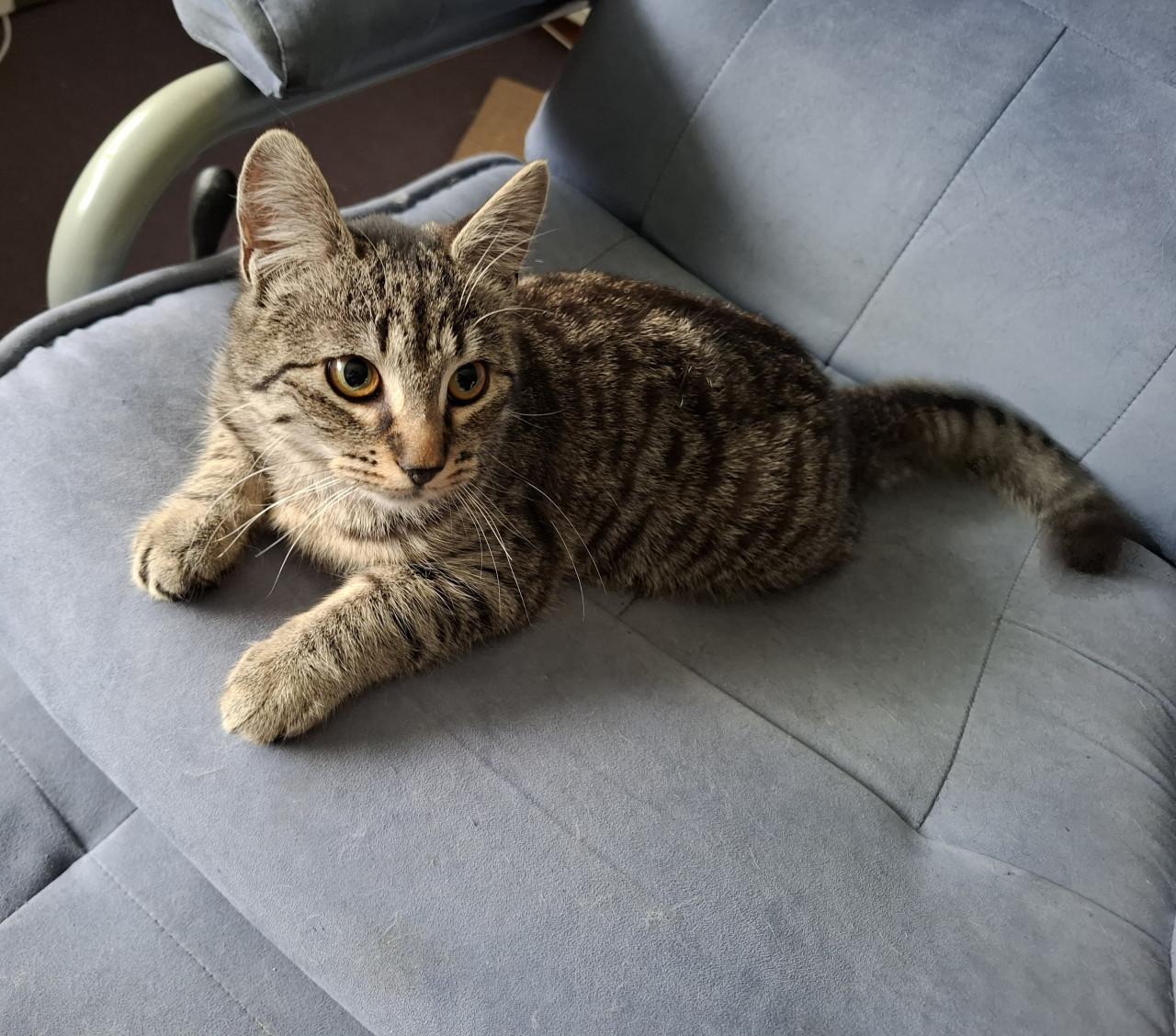 Jonge poes zoekt nieuw huisje