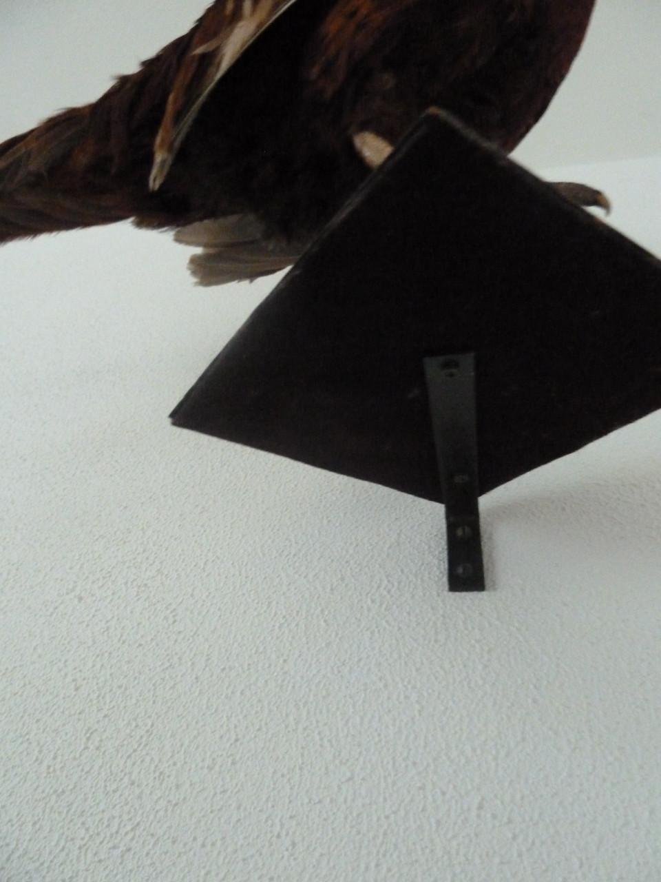 TE KOOP MOOIE FAZANT