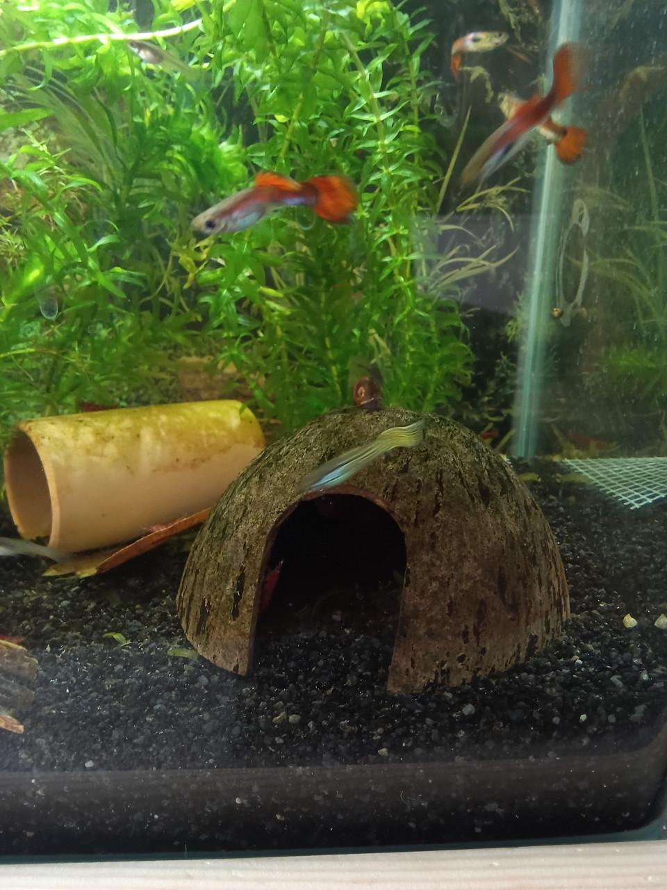 Baby guppy,s  Gratis