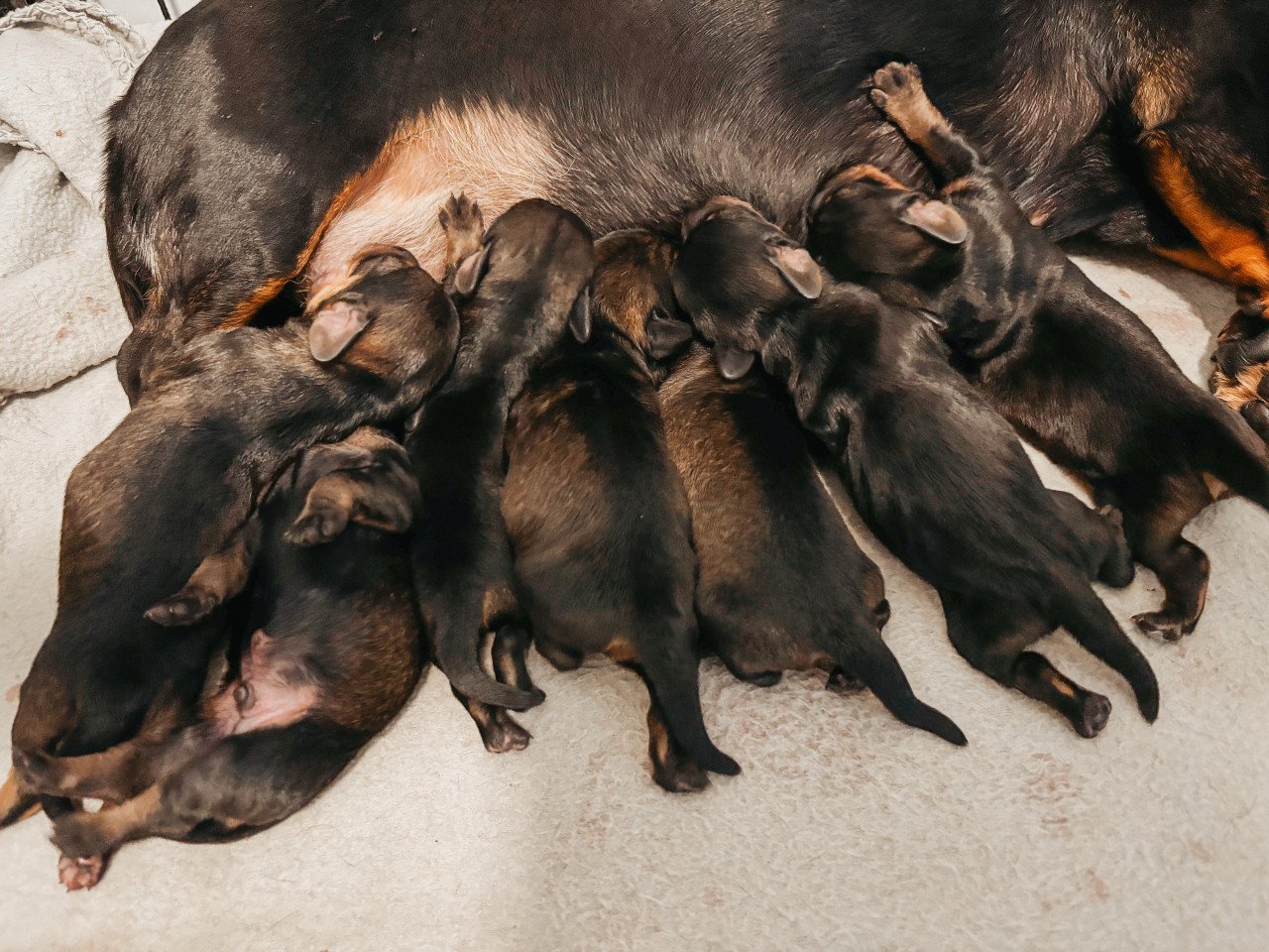 Ruwharige kaninchen teckel pups