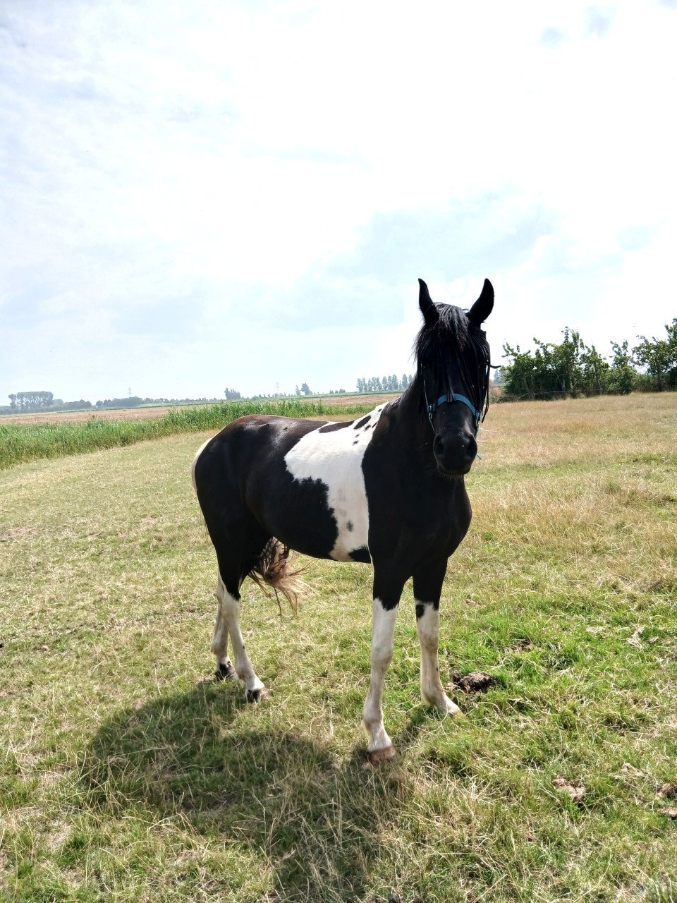 Barock Pinto stamboek merrie-3,5 jaar-schoft 1,60-V.Heino-zeer mak-6500,=