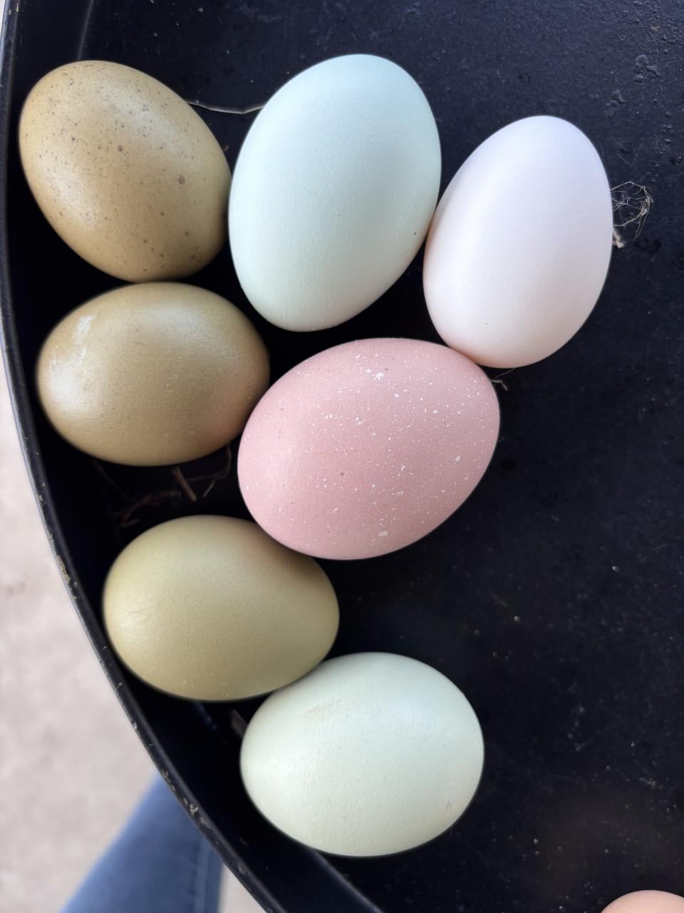 Verschillende kleuren broedeieren.