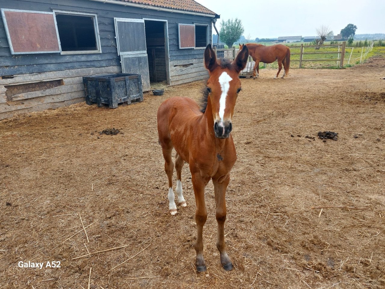 Bijbaan in de paarden