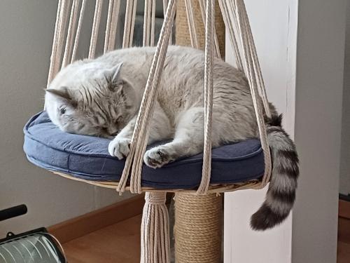 Superleuke macrame SCHOMMEL voor de KAT, incl. accessoires