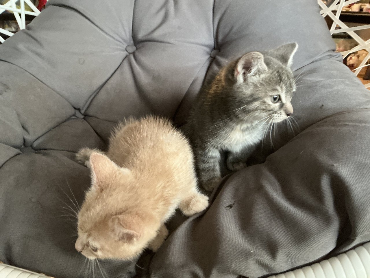 Kittens te koop