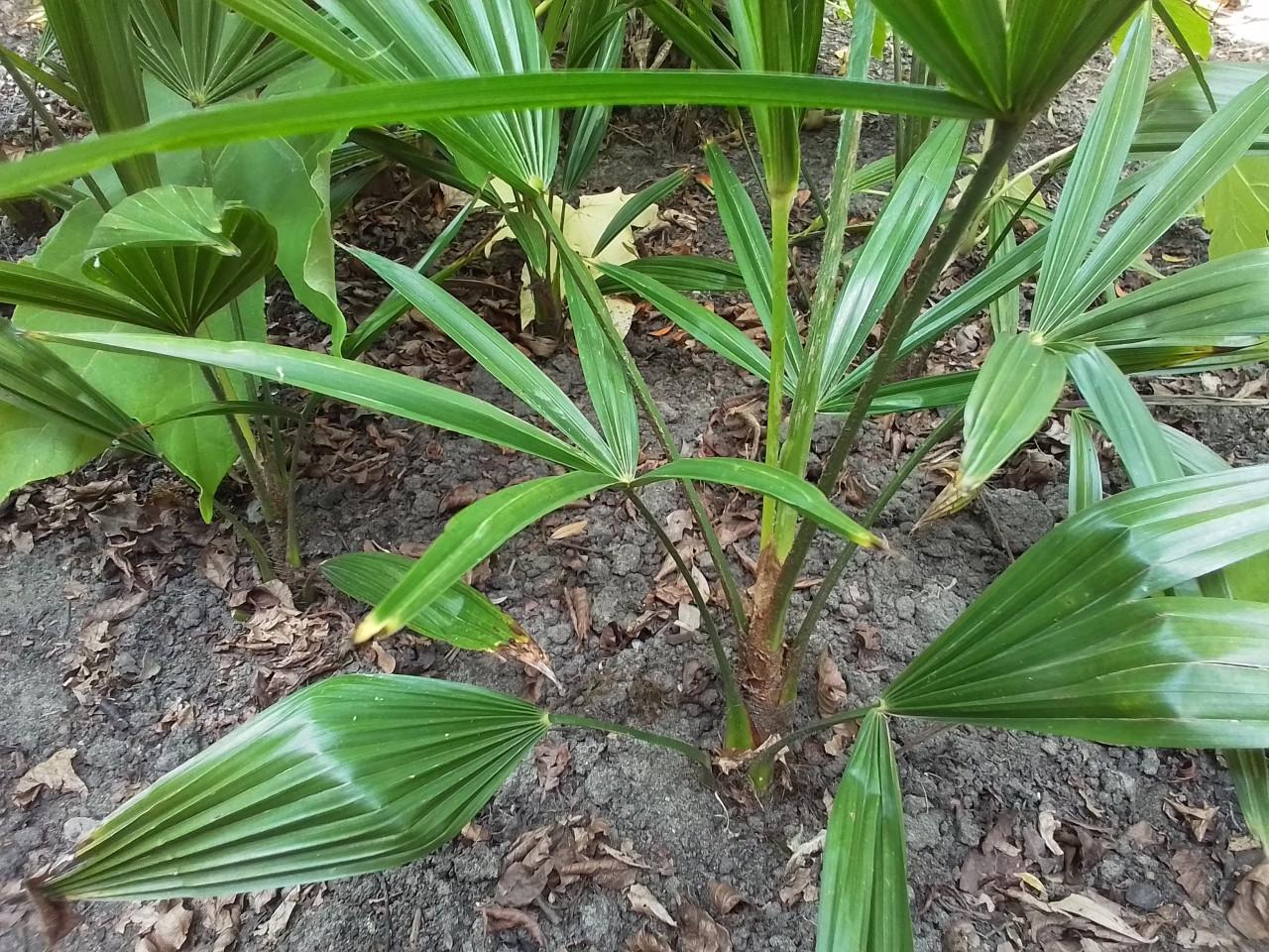 Jonge Trachycarpus Fortunei voor (h)eerlijke prijs.