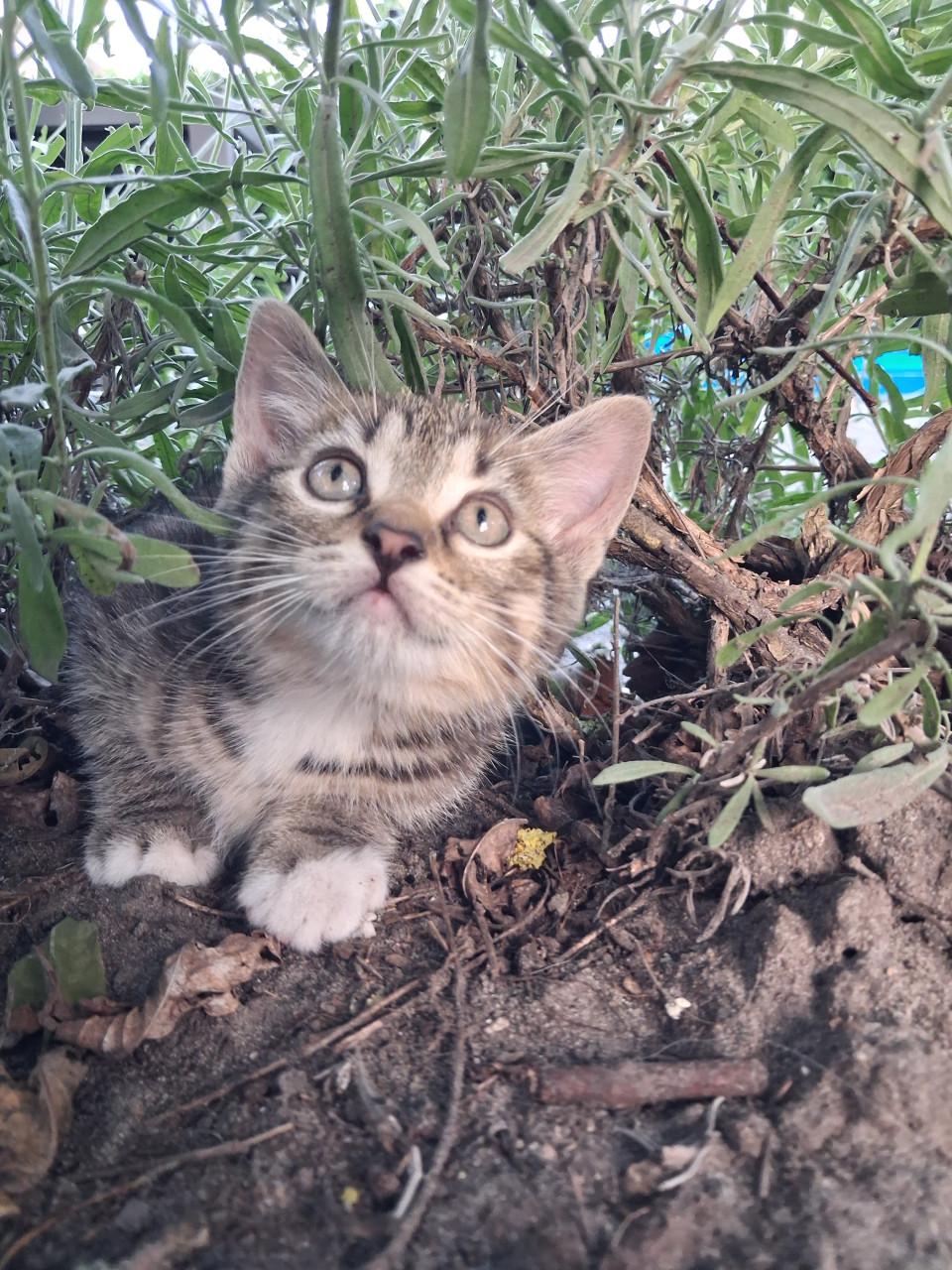 Leuke kitten! (katertje)