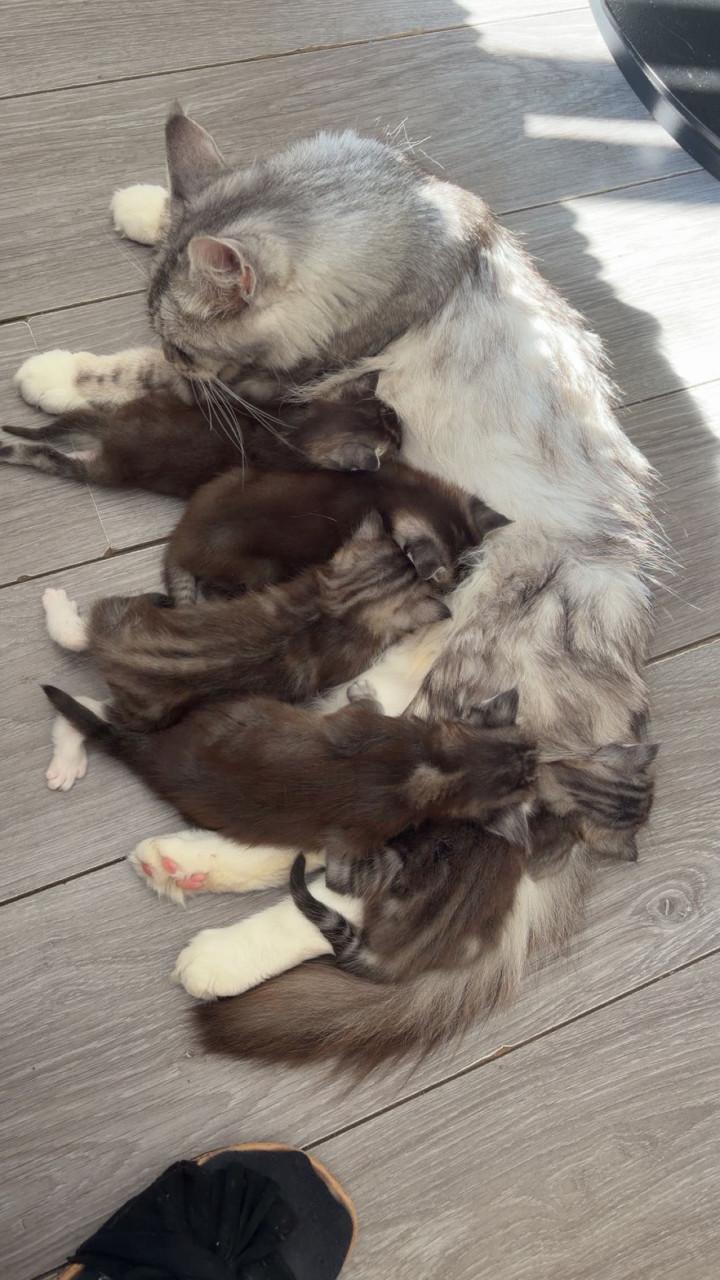 Nog 2 kittens halve maine coon