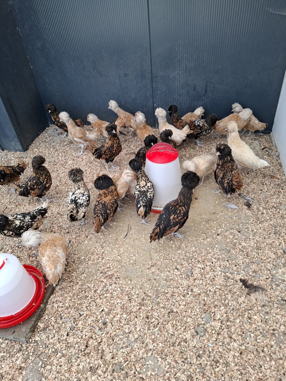 Kippen met kuifjes