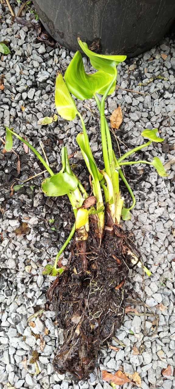 Zuurstofplanten en vijverplanten:  Snoekkruid, Krabbescheer Gele aronskelk.