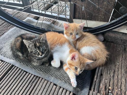 Lieve kittens te koop (GECHIPT EN GEËNT)