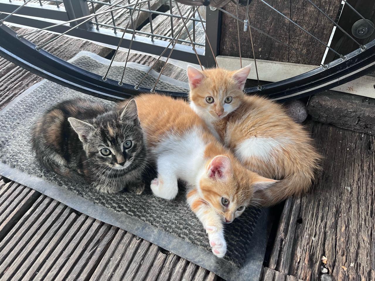 Lieve kittens te koop (GECHIPT EN GEËNT)