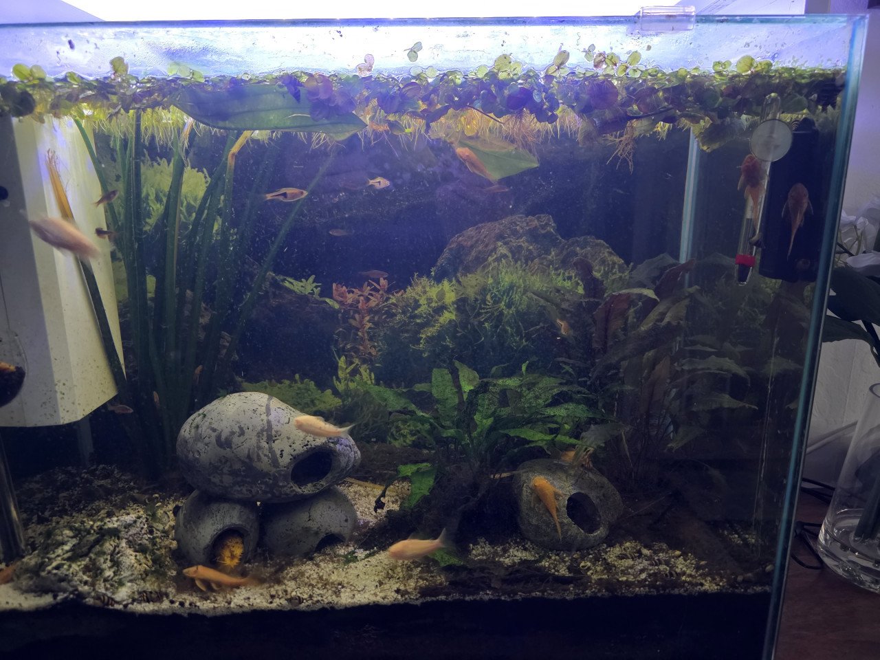 Aquarium
