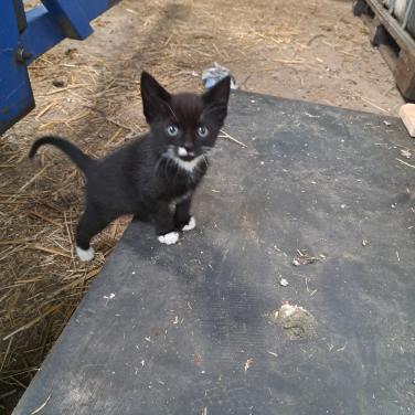 Kittens