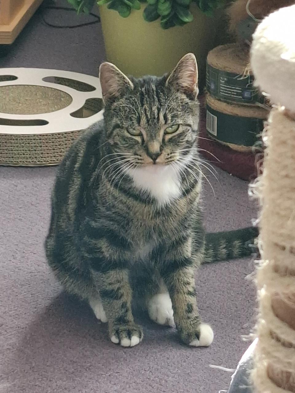 Katertje 8 maanden oud