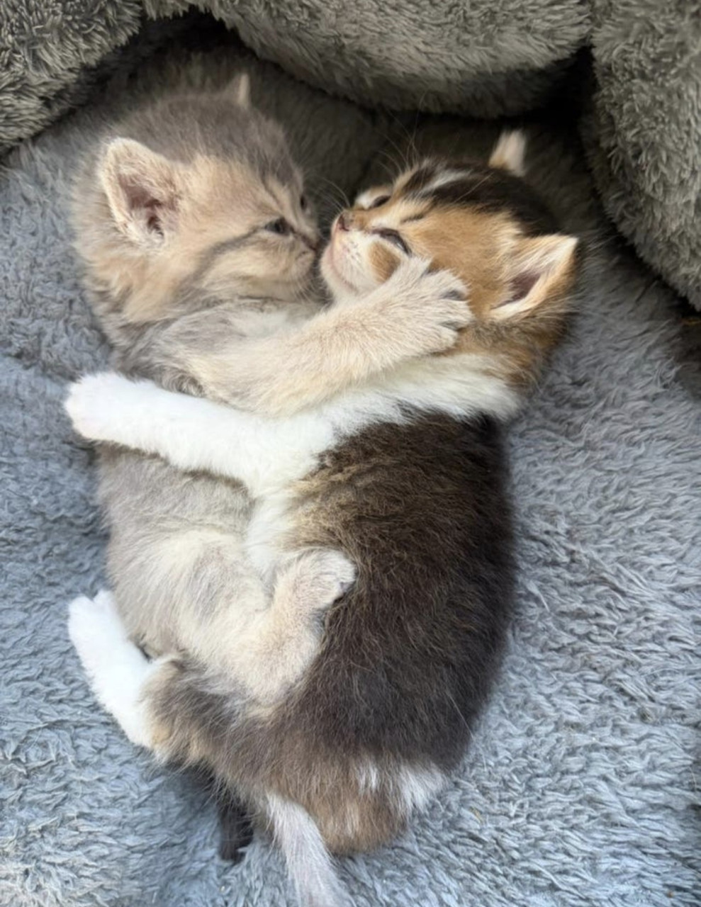 Prachtige britse korthaar kittens