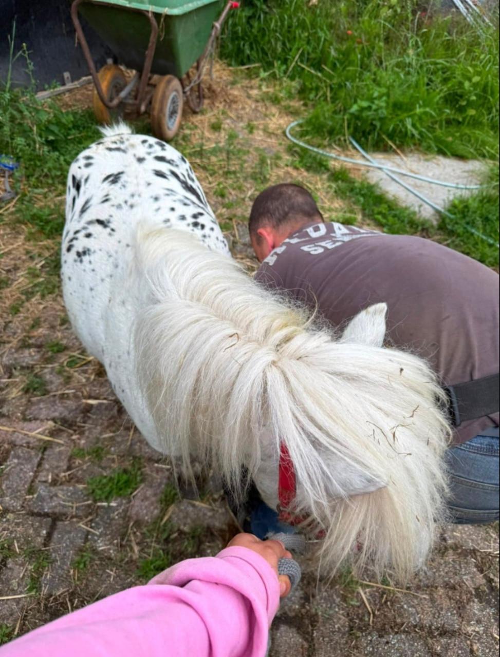 Prachtige mini Appaloosa hengst