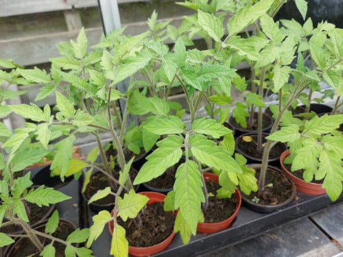 Tomatenplanten