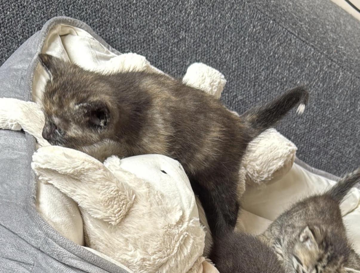 2 kittens
