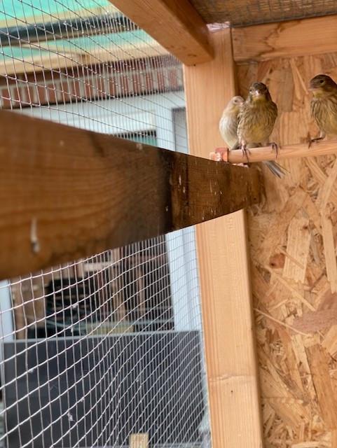 Jonge timbrado kanaries