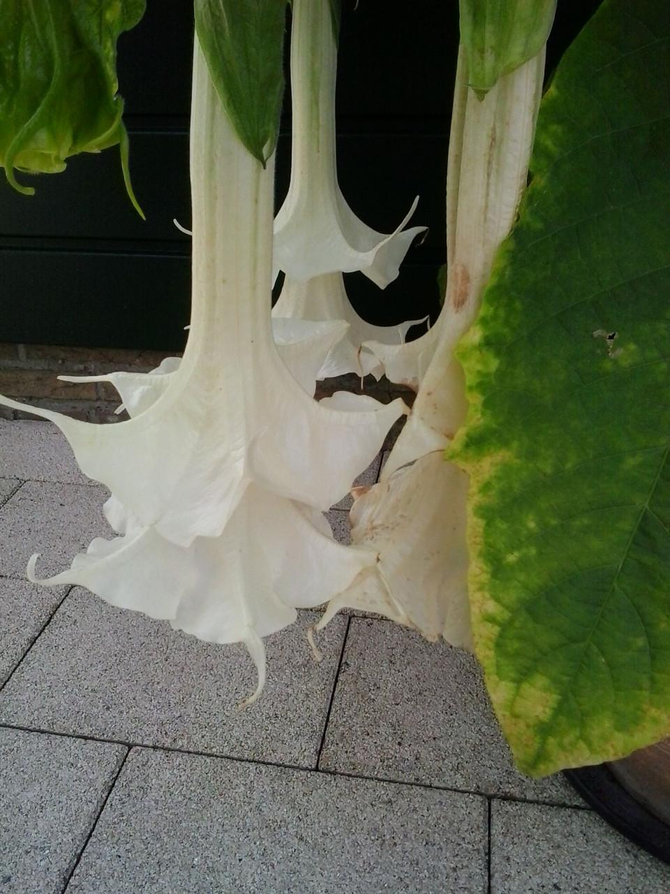 Brugmansia stekken