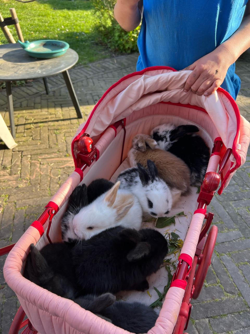 Jonge franse hangoren