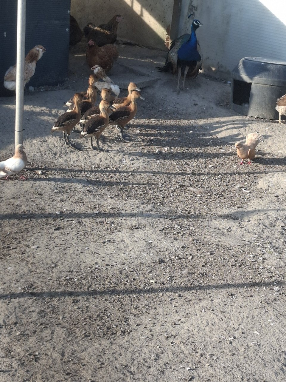 Diverse soorten eenden